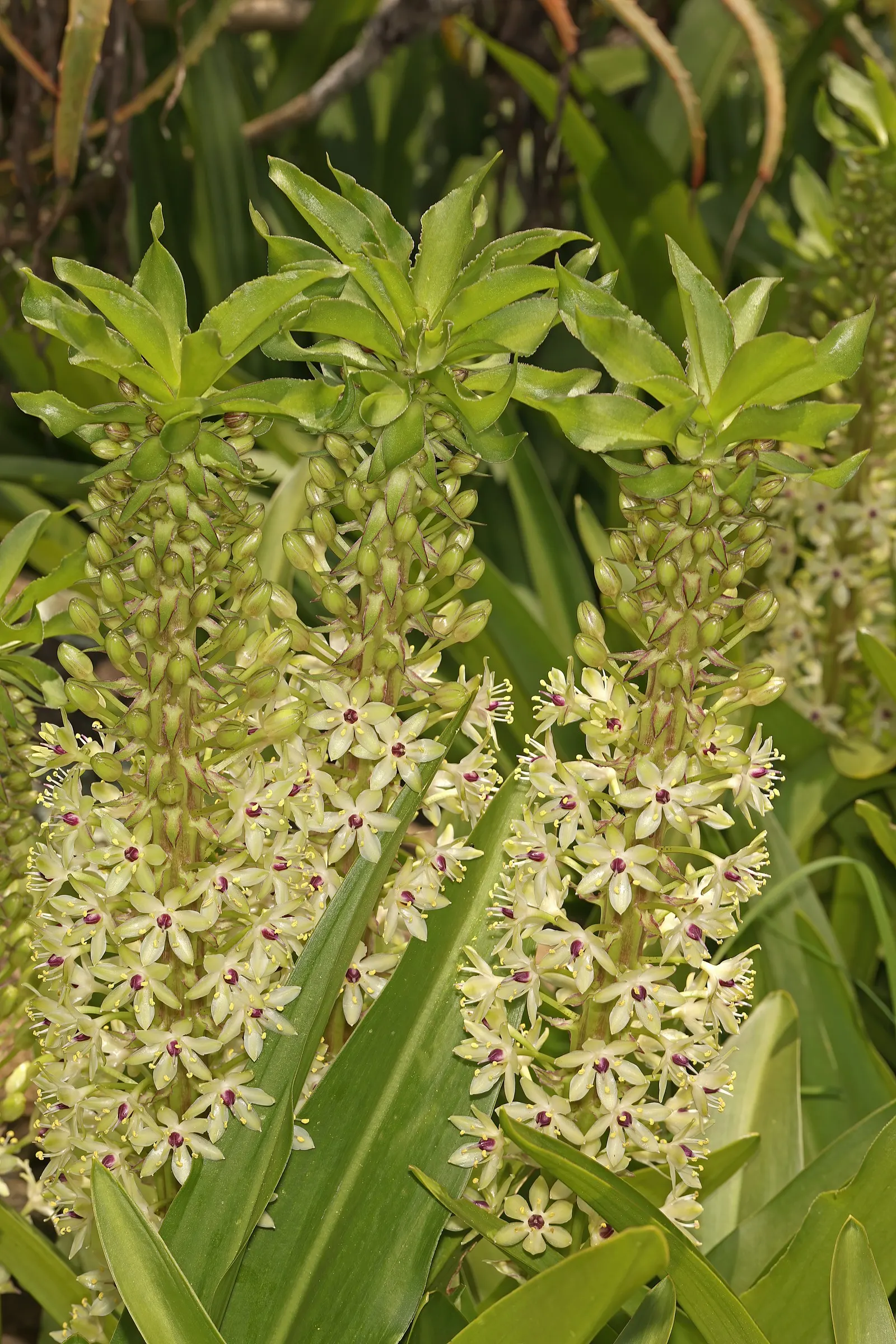 Giant Pineapple Lilly (Eucomis Pallidiflora) — scientifically known as Eucomis pallidiflora; or even as a unique container specimen