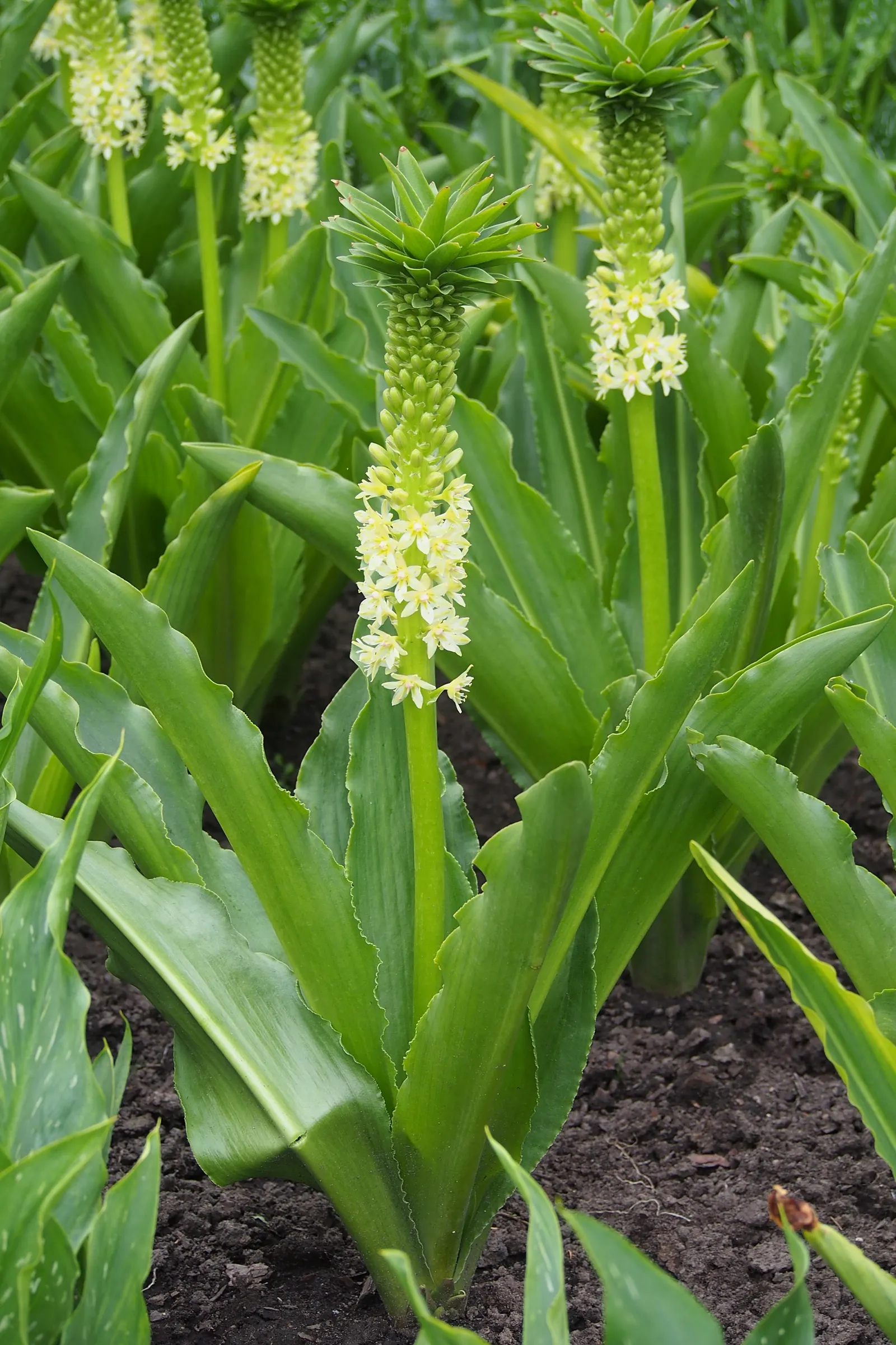 Giant Pineapple Lilly (Eucomis Pallidiflora) — white and yellow flowers in the garden