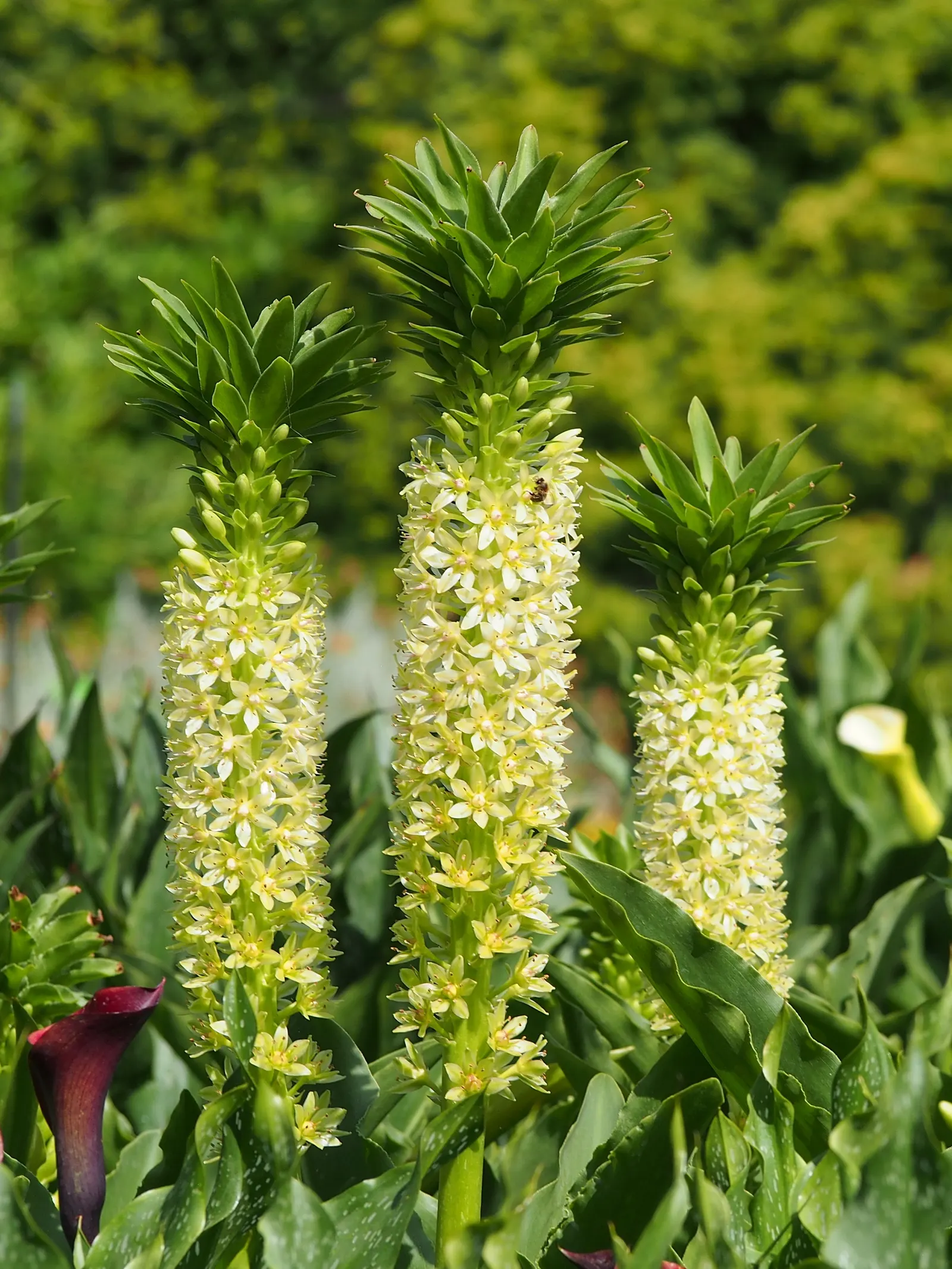 Giant Pineapple Lilly (Eucomis Pallidiflora) — growing to a height of 3-4 feet with a spread of 1-2 feet