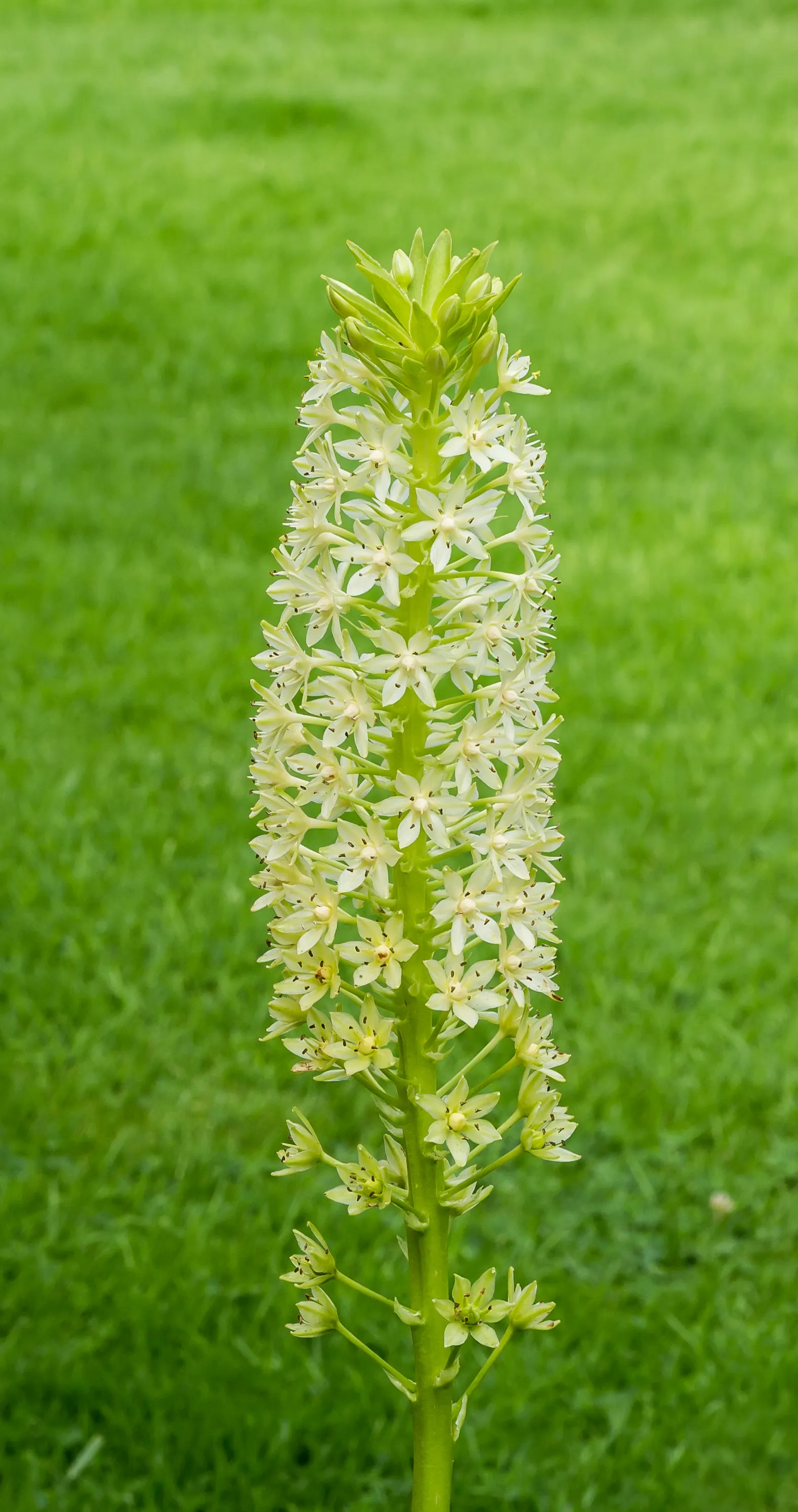 Giant Pineapple Lilly (Eucomis Pallidiflora) — It boasts a robust, central flower spike resembling a pineapple
