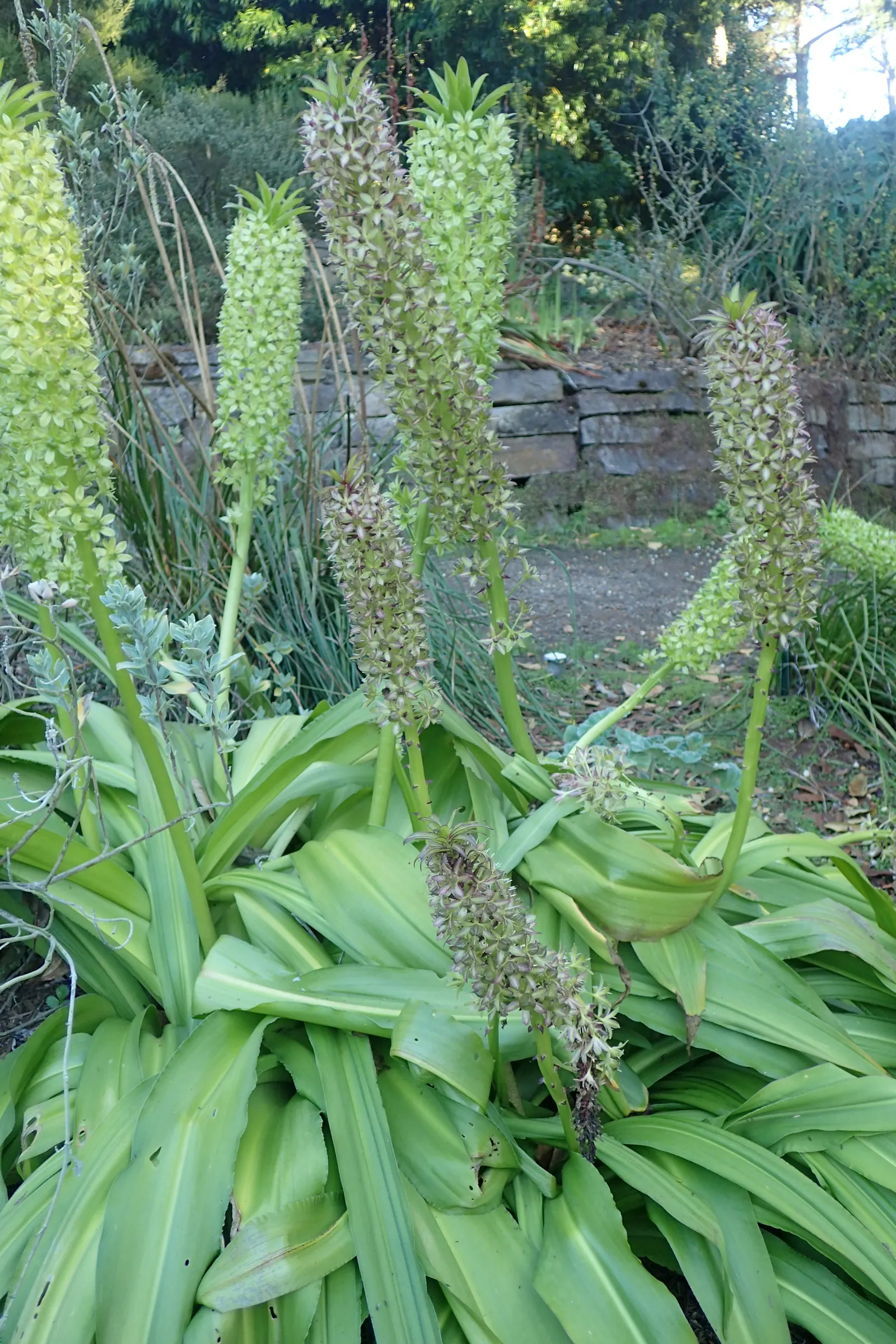 Giant Pineapple Lilly (Eucomis Pallidiflora) — While hardy to USDA zones 7 through 10