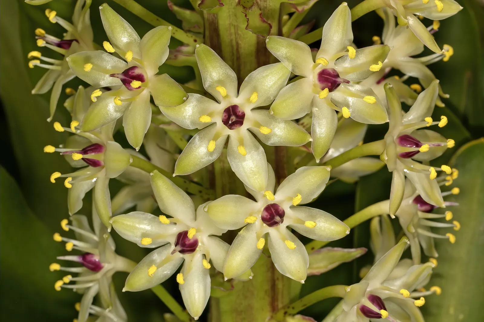 Giant Pineapple Lilly (Eucomis Pallidiflora) — well-drained soil and requires moderate watering; white and yellow flowers in the garden