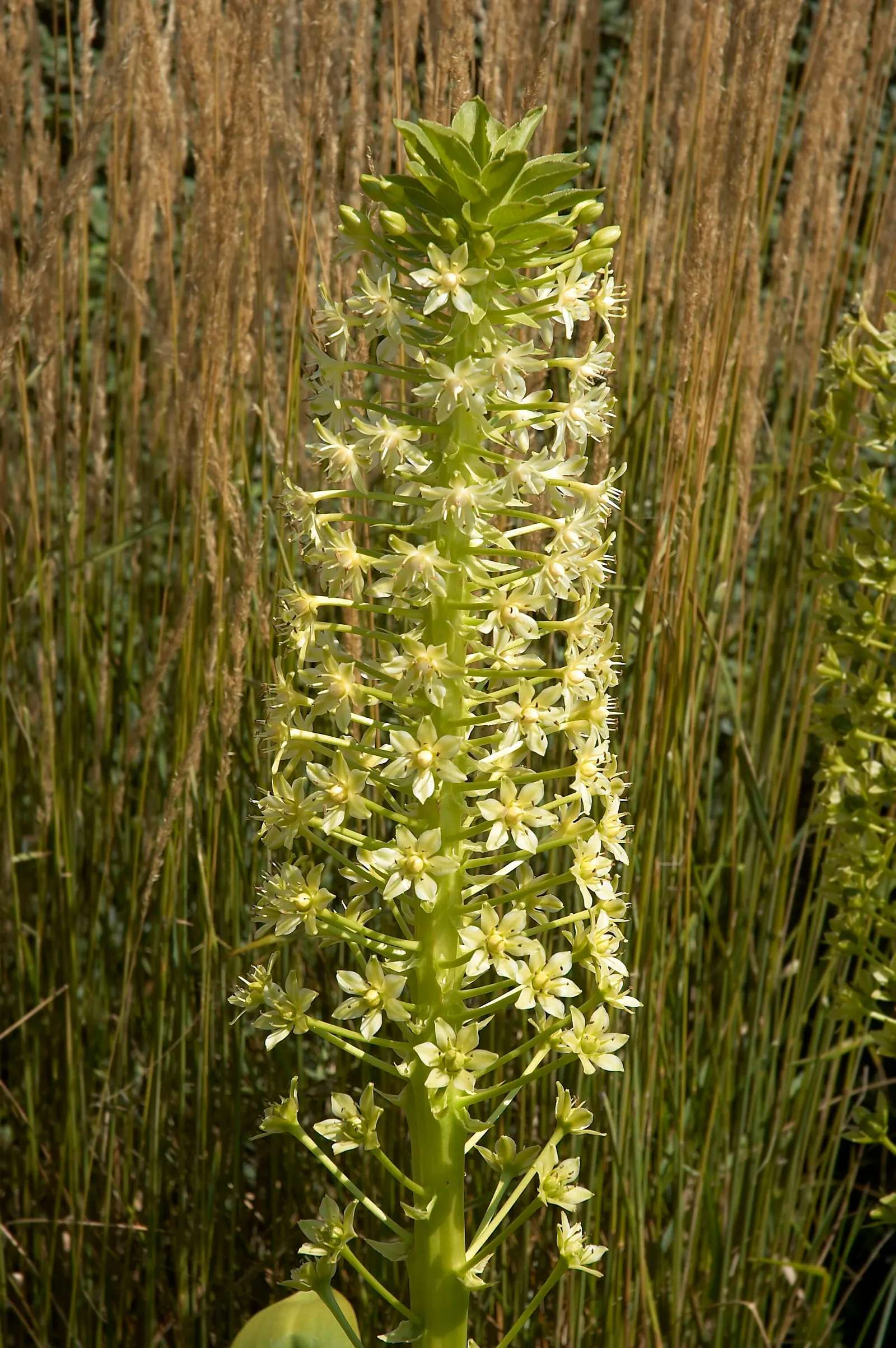 Giant Pineapple Lilly (Eucomis Pallidiflora) — It boasts a robust, central flower spike resembling a pineapple; lending to its common name.<br><br>The