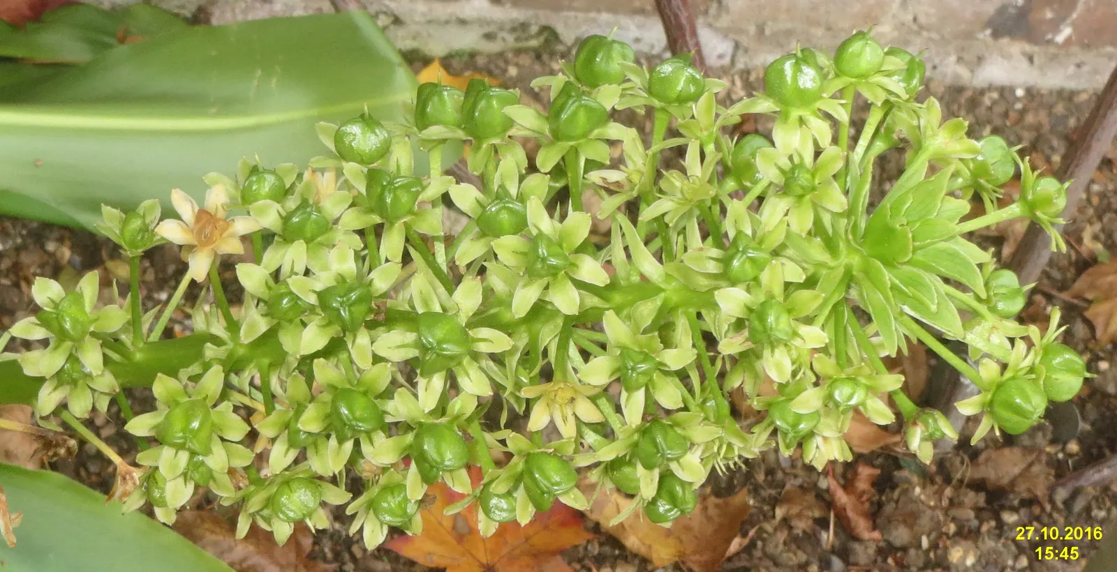 Giant Pineapple Lilly (Eucomis Pallidiflora) — Hardy in zones 7-10, it prefers full sun