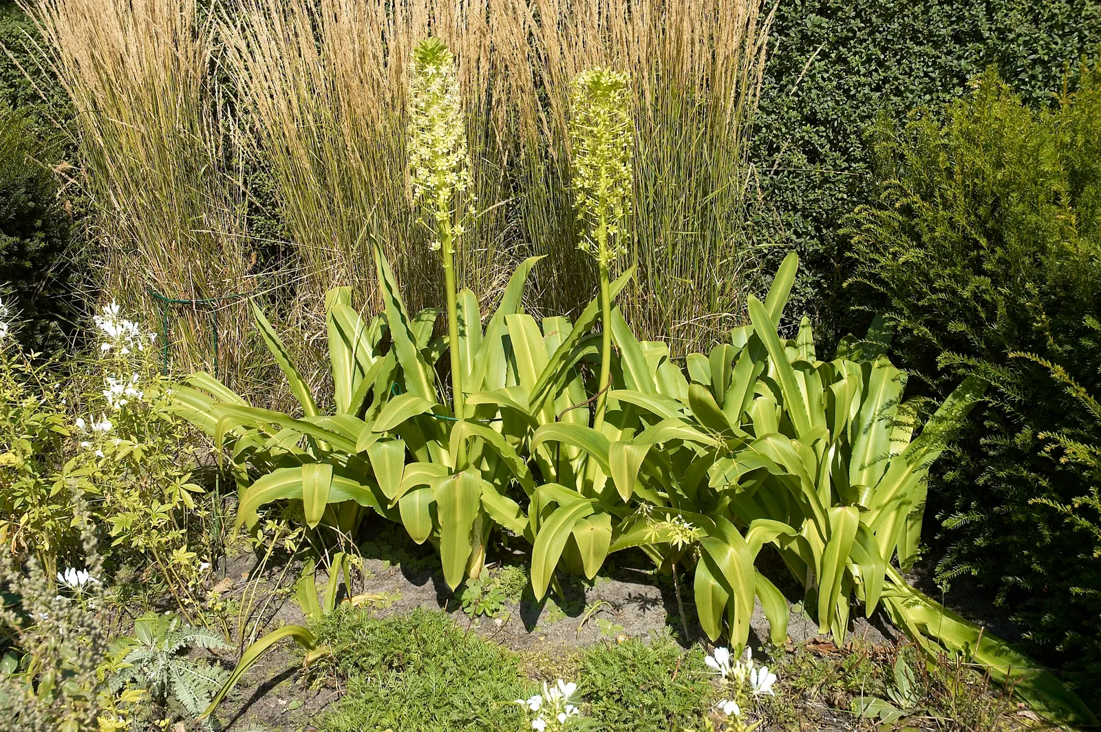 Giant Pineapple Lilly (Eucomis Pallidiflora) — bulb for half