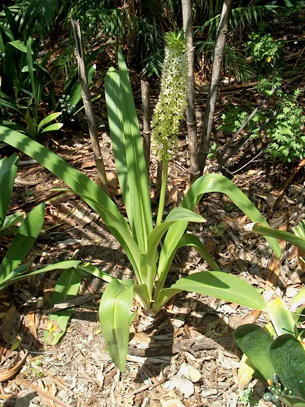 Giant Pineapple Lilly (Eucomis Pallidiflora) — or even as a unique container specimen; especially during its active growth in the warmer months