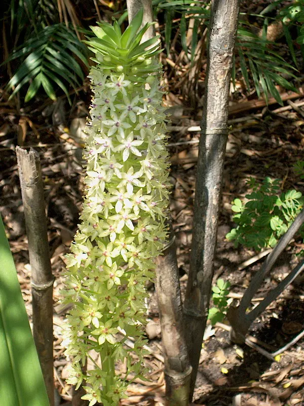 Giant Pineapple Lilly (Eucomis Pallidiflora) — These blossoms typically appear in mid to late summer; while hardy to USDA zones 7 through 10