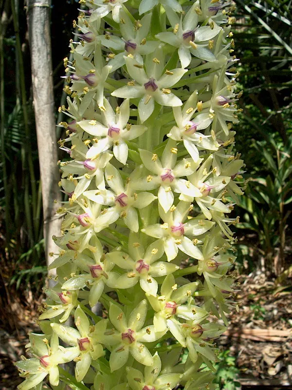 Giant Pineapple Lilly (Eucomis Pallidiflora) — creating a dramatic display against the strap-like; it boasts a robust, central flower spike resembling a