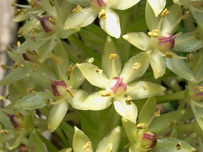 Giant Pineapple Lilly (Eucomis Pallidiflora) — white and yellow flowers in the garden; is a distinctive and striking perennial plant