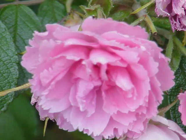 Pink Grootendorst Rose (Rosa X 'Pink Grootendorst') — pink flowers in the garden