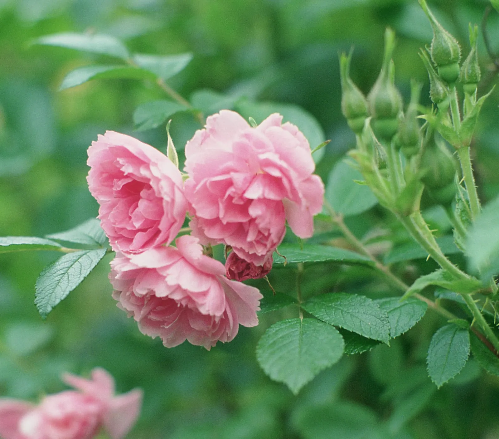 Pink Grootendorst Rose (Rosa X 'Pink Grootendorst') — The Pink Grootendorst Rose offers a beautiful