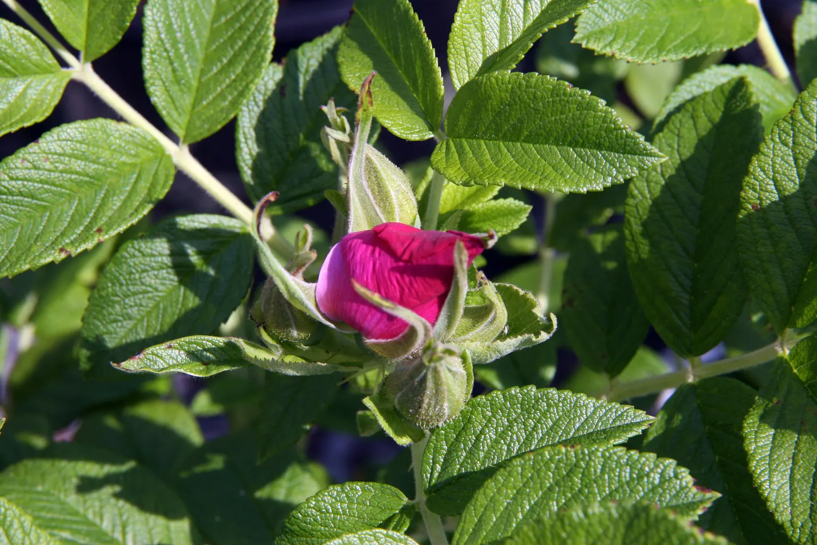 Pink Grootendorst Rose (Rosa X 'Pink Grootendorst') — Prefers full sun with well-drained soil and exhibits strong disease resistance, image 25