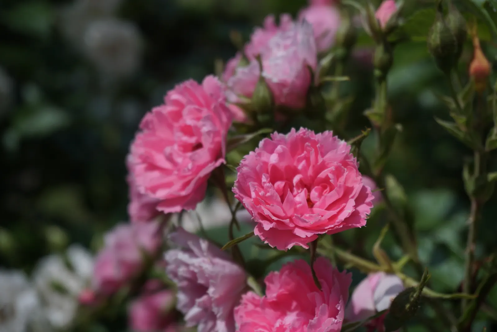 Pink Grootendorst Rose (Rosa X 'Pink Grootendorst') — as it flourishes in USDA zones 4 to 9