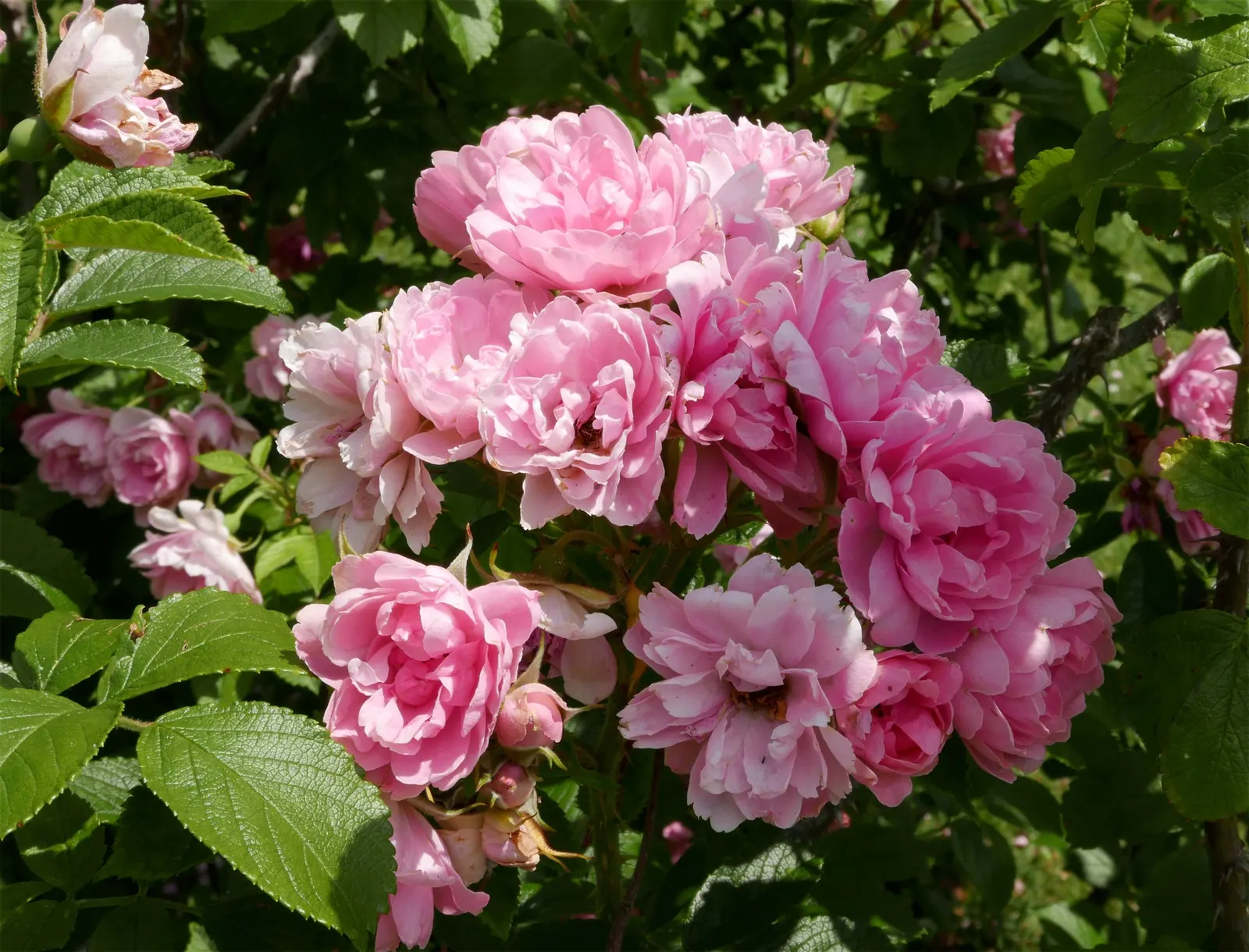 Pink Grootendorst Rose (Rosa X 'Pink Grootendorst') — such as rust and powdery mildew