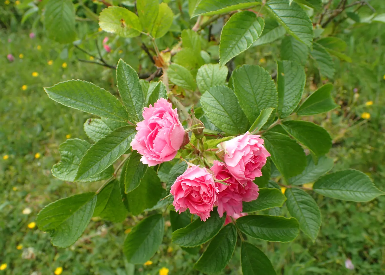 Pink Grootendorst Rose (Rosa X 'Pink Grootendorst') — This recurrent bloomer reaches 4-6 feet in height and spreads 4 feet wide, ideal for borders or as a hedge