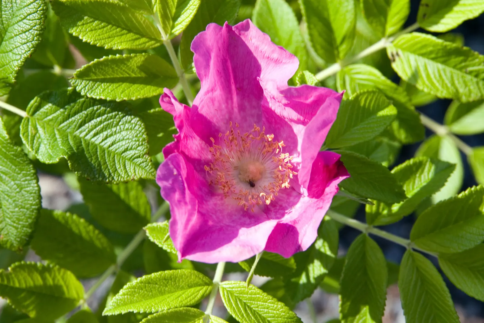 Pink Grootendorst Rose (Rosa X 'Pink Grootendorst') — shrub with pink blooms