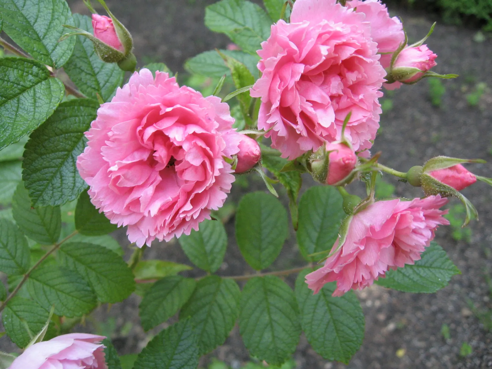 Pink Grootendorst Rose (Rosa X 'Pink Grootendorst') — This recurrent bloomer reaches 4-6 feet in height and spreads 4 feet wide, ideal for borders or as a