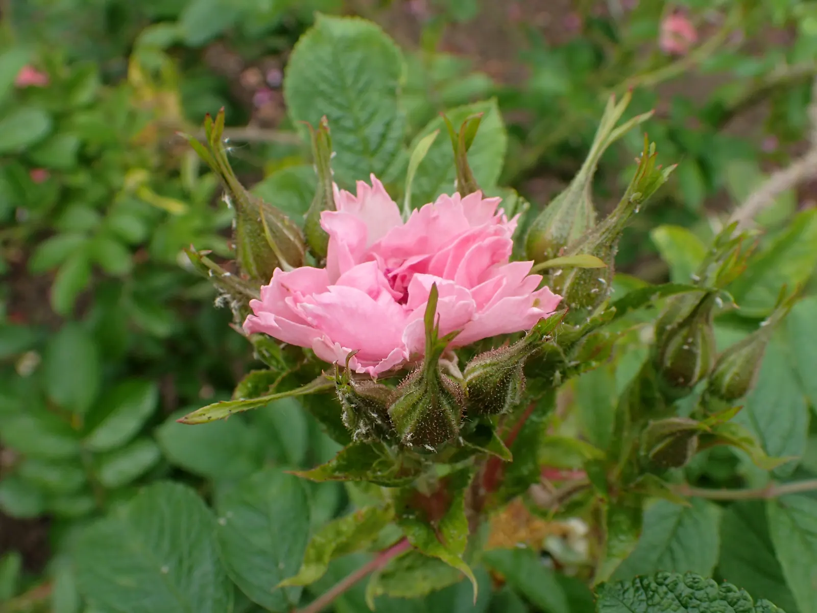 Pink Grootendorst Rose (Rosa X 'Pink Grootendorst') — Prefers full sun with well-drained soil and exhibits strong disease resistance