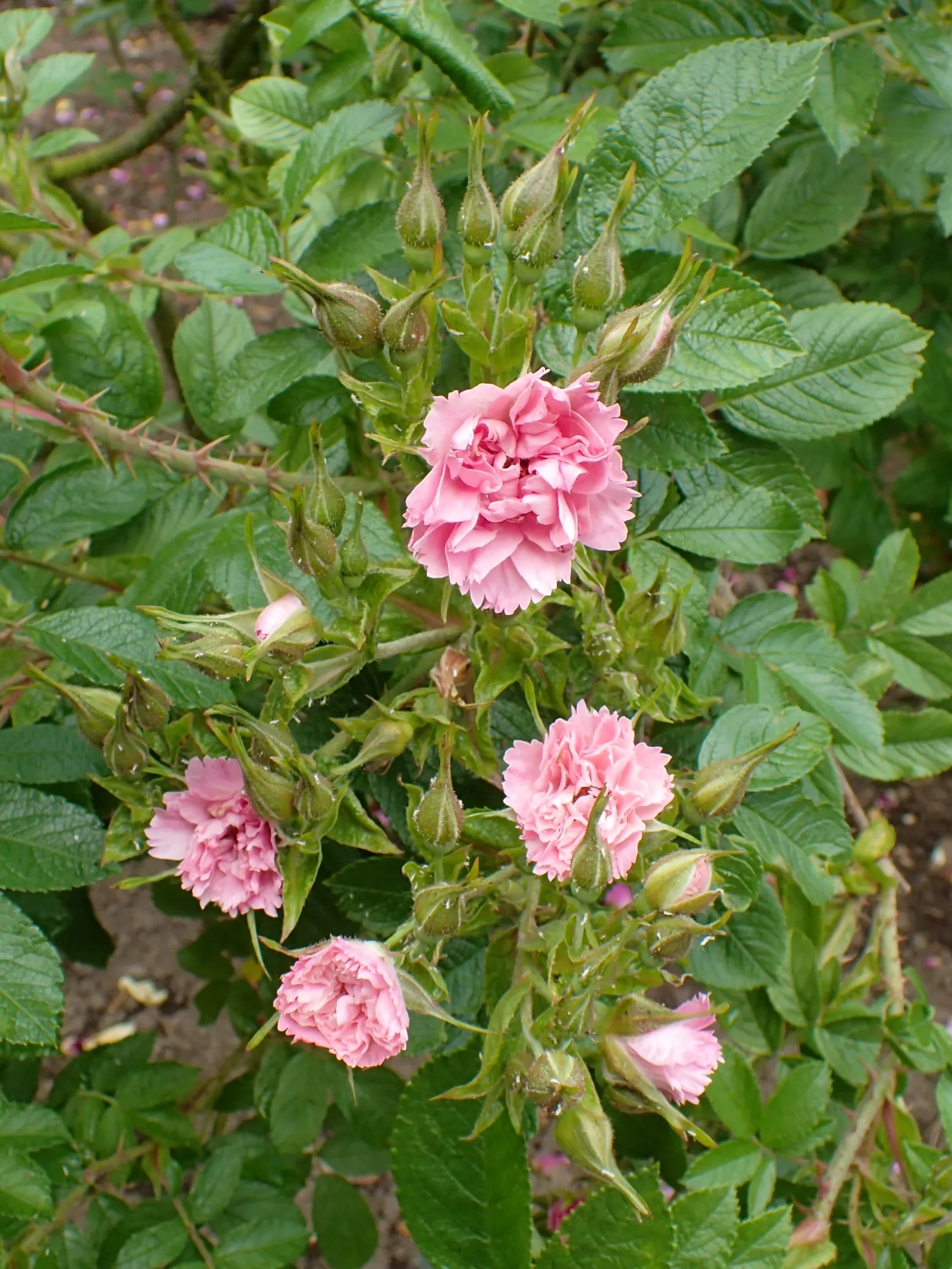 Pink Grootendorst Rose (Rosa X 'Pink Grootendorst') — is a distinctive and appealing shrub that exudes a captivating vintage charm; perfectly suited for
