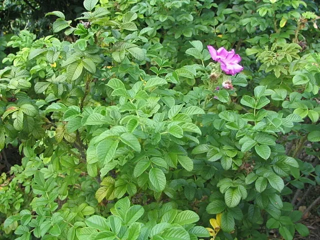 Pink Grootendorst Rose (Rosa X 'Pink Grootendorst') — shrub for full