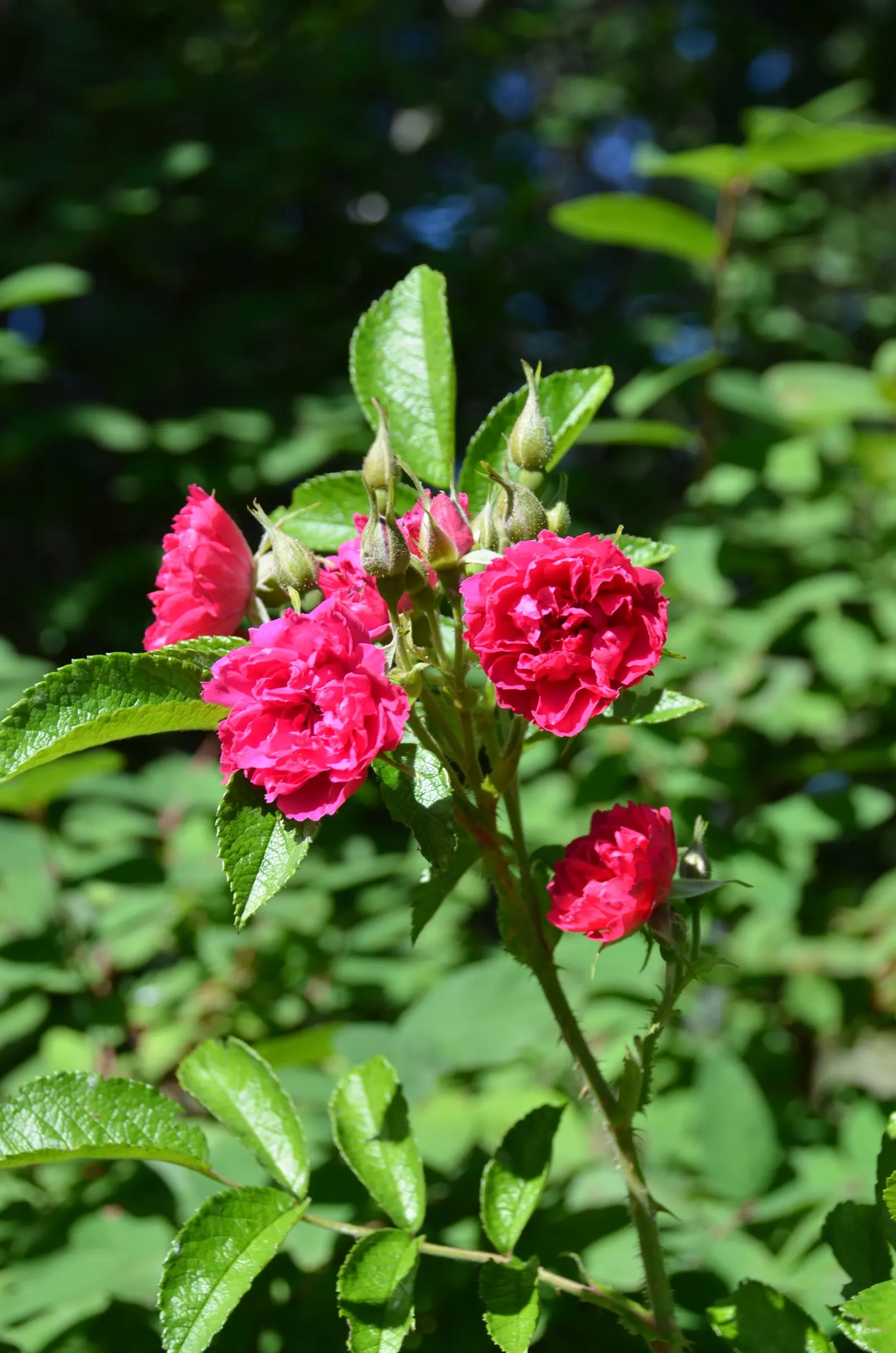 Pink Grootendorst Rose (Rosa X 'Pink Grootendorst') — showing good resistance to diseases that commonly afflict other roses