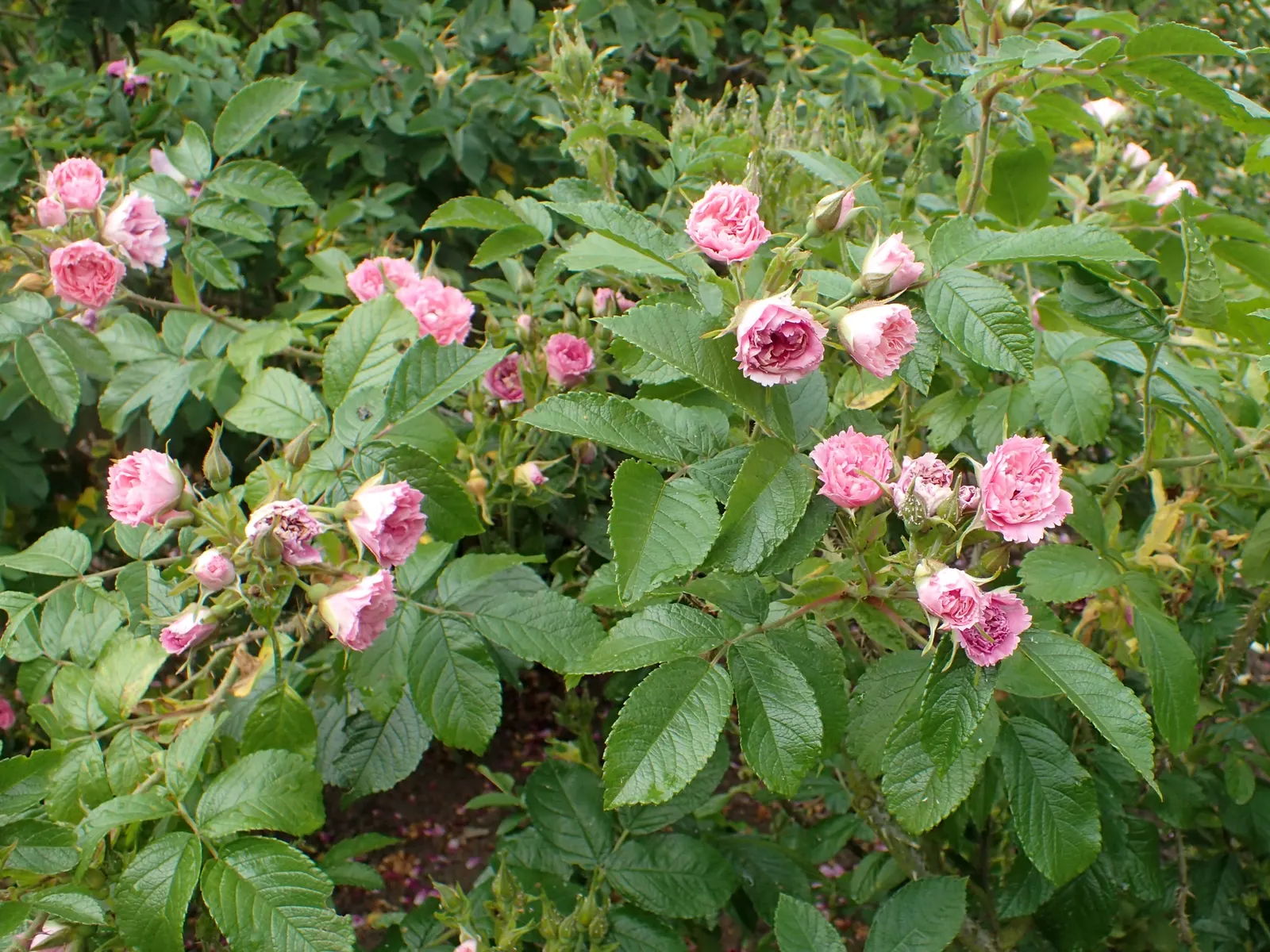 Pink Grootendorst Rose (Rosa X 'Pink Grootendorst') — fringed petals that resemble the blooms of carnations