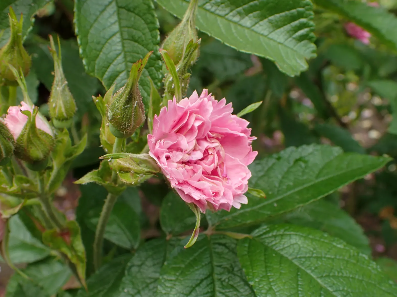 Pink Grootendorst Rose (Rosa X 'Pink Grootendorst') — offering a striking contrast against its vibrant blossoms which bloom profusely from early summer to the