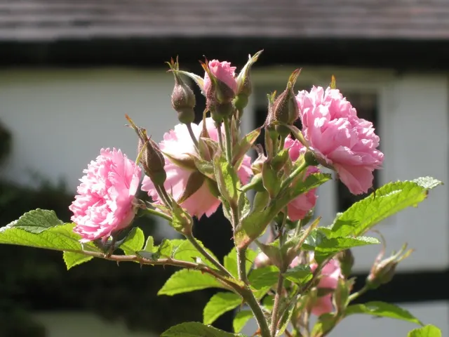 Pink Grootendorst Rose (Rosa X 'Pink Grootendorst') — perfectly suited for today's gardens