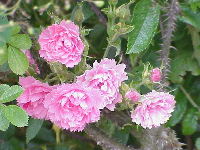 Pink Grootendorst Rose (Rosa X 'Pink Grootendorst') — boasts clusters of unique; prefers full sun with well-drained soil and exhibits strong disease resistance