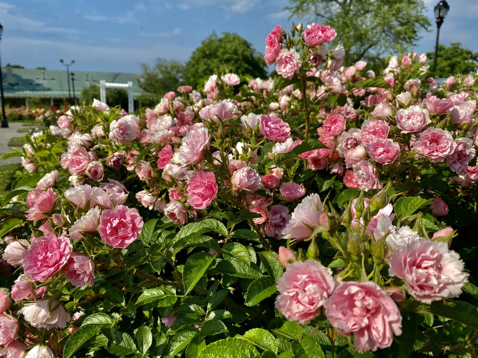 Pink Grootendorst Rose (Rosa X 'Pink Grootendorst') — This variety appreciates full sun exposure but is adaptable to a variety of well-drained soils