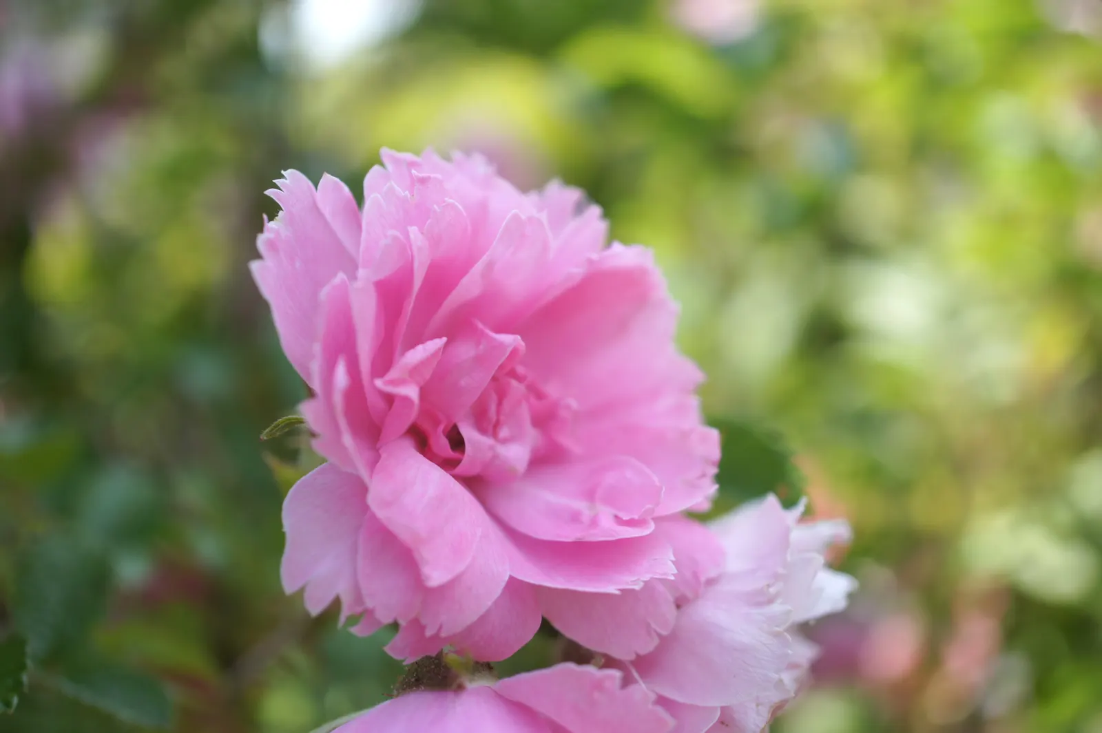 Pink Grootendorst Rose (Rosa X 'Pink Grootendorst') — boasts clusters of unique