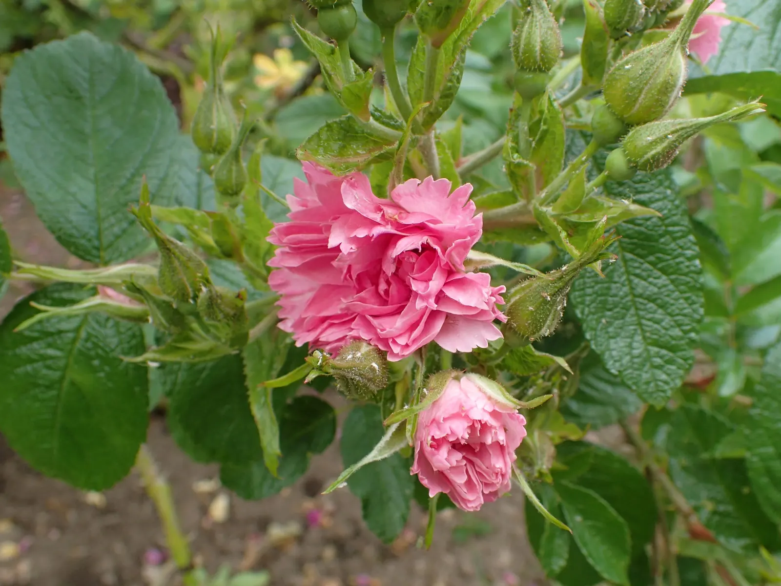 Pink Grootendorst Rose (Rosa X 'Pink Grootendorst') — or as a stand-alone specimen