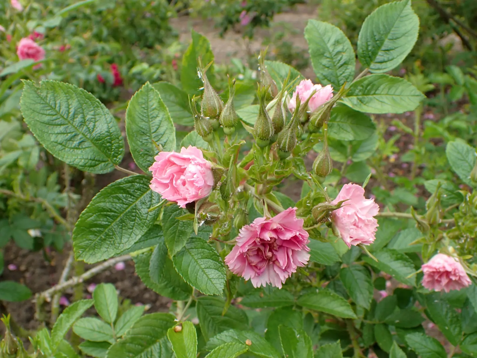 Pink Grootendorst Rose (Rosa X 'Pink Grootendorst') — A fragrant, low-maintenance addition lending a textural contrast to any garden design; offering a