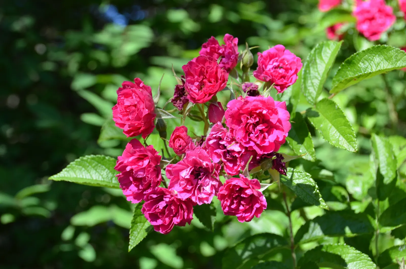 Pink Grootendorst Rose (Rosa X 'Pink Grootendorst') — bright pink blossoms reminiscent of carnations