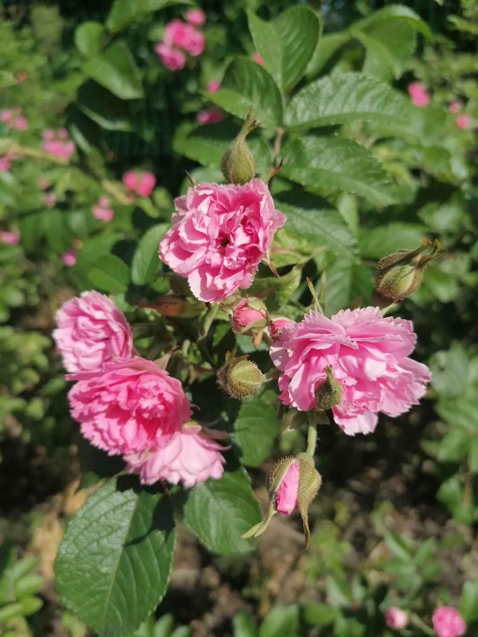 Pink Grootendorst Rose (Rosa X 'Pink Grootendorst') — Its compact size also lends well to maintaining a structured look in landscape design