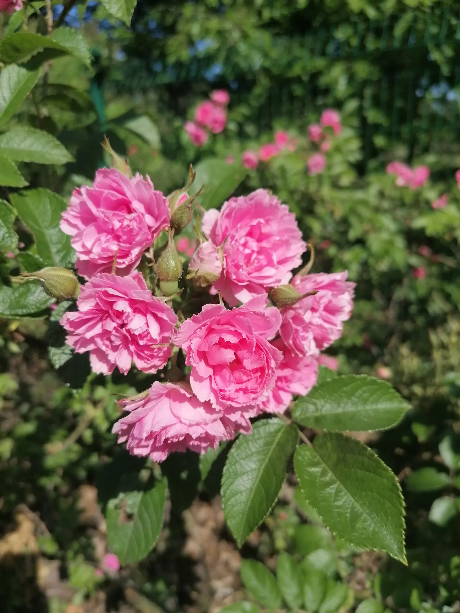 Pink Grootendorst Rose (Rosa X 'Pink Grootendorst') — making it a versatile choice for garden borders