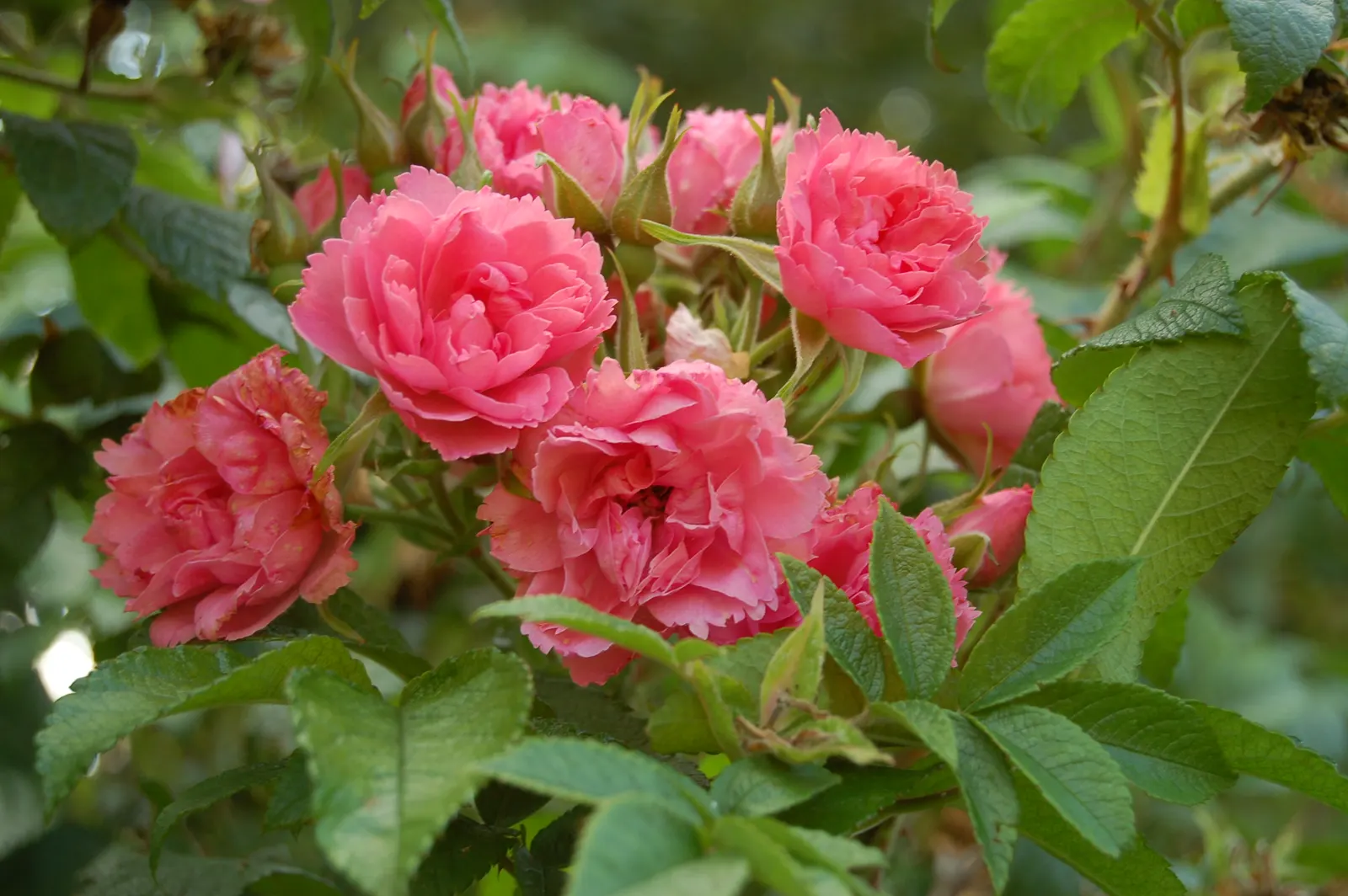 Pink Grootendorst Rose (Rosa X 'Pink Grootendorst') — is a distinctive and appealing shrub that exudes a captivating vintage charm