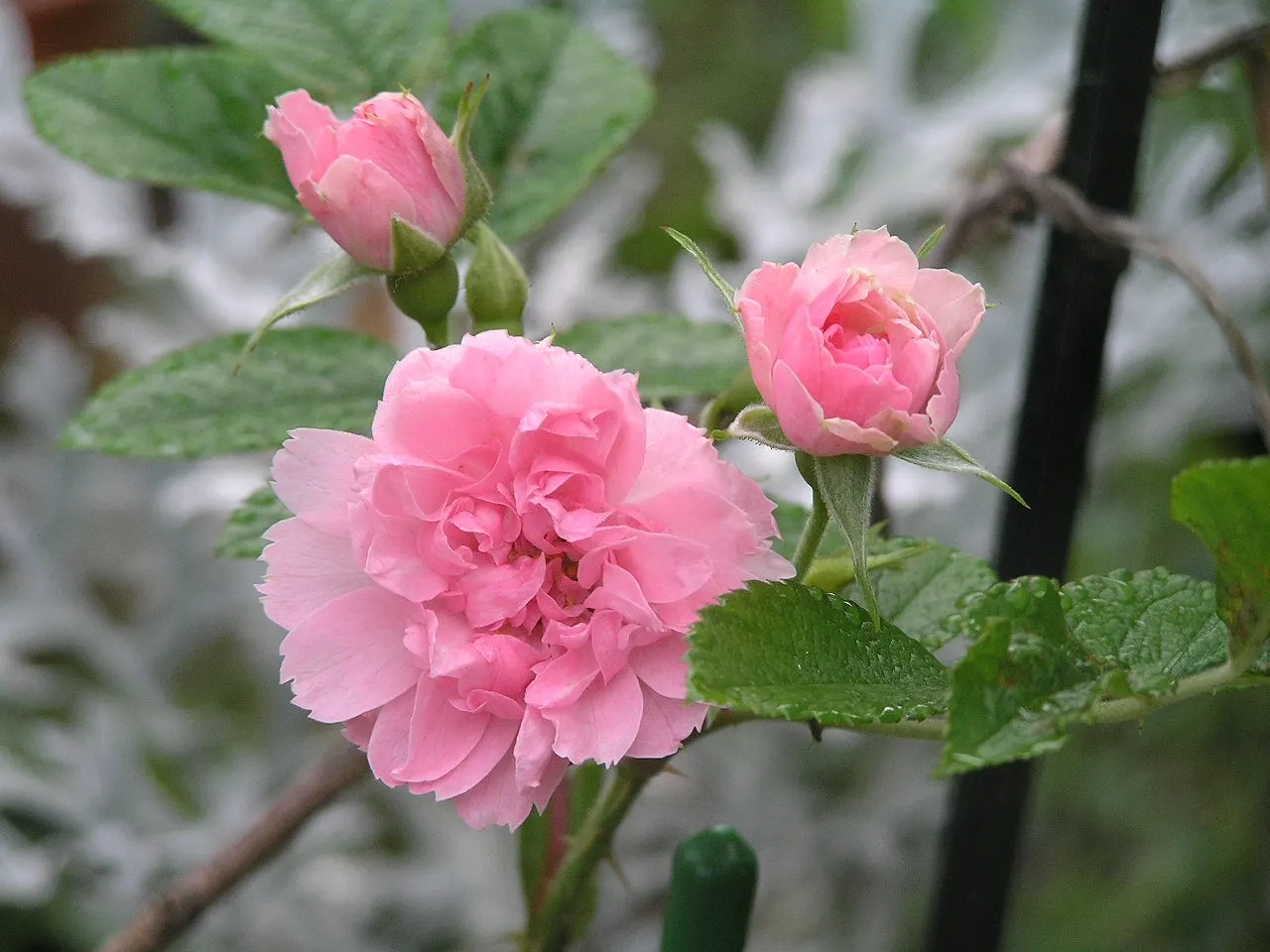 Pink Grootendorst Rose (Rosa X 'Pink Grootendorst') — A fragrant, low-maintenance addition lending a textural contrast to any garden design