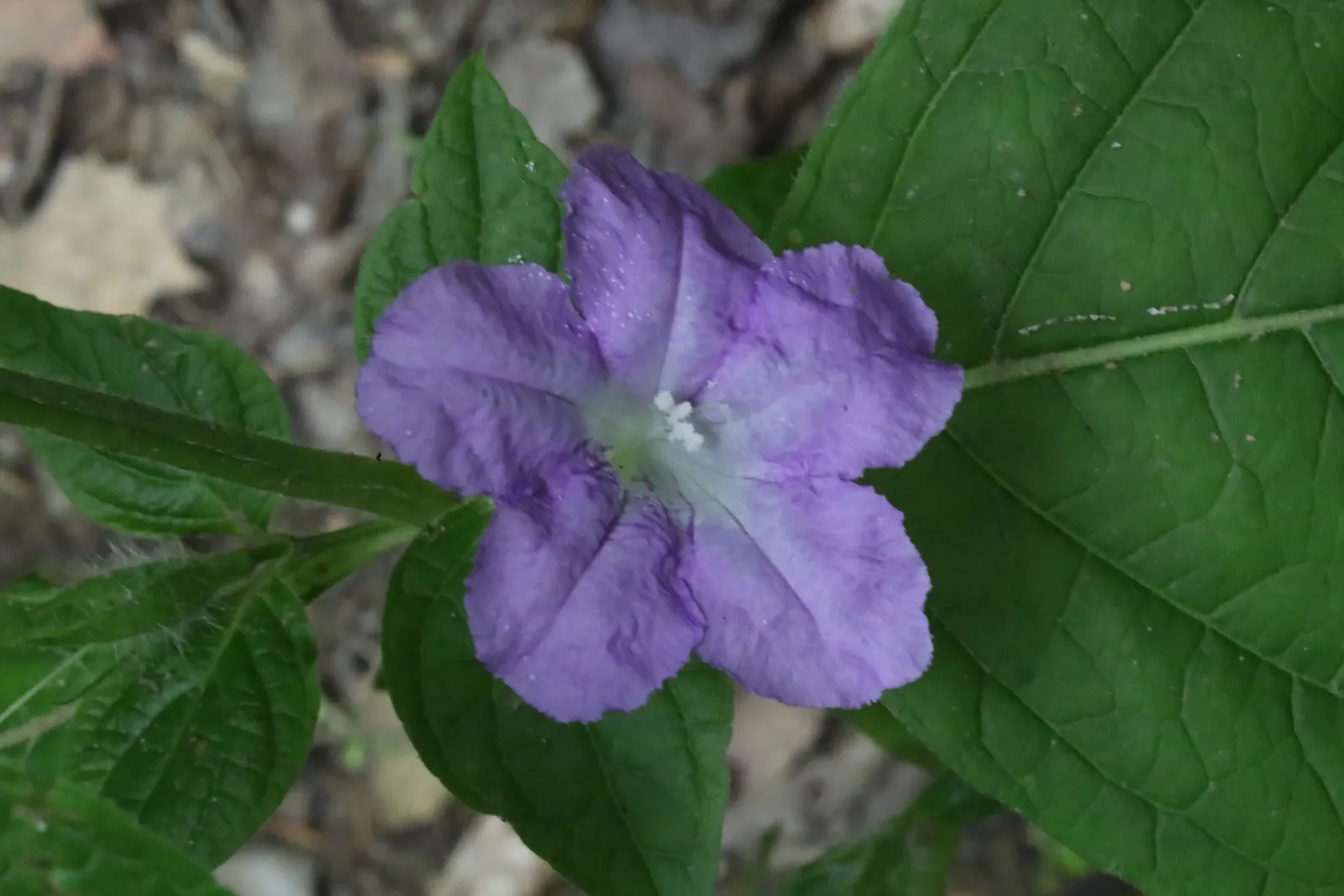 California Ruellia (Ruellia Californica) — thriving in USDA zones 9-11
