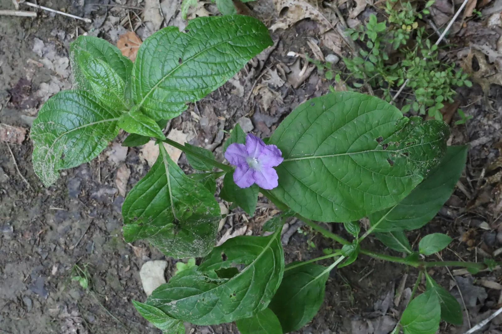 California Ruellia (Ruellia Californica) — It offers a lush display of narrow, dark green leaves, reaching 2-3 feet in height and width
