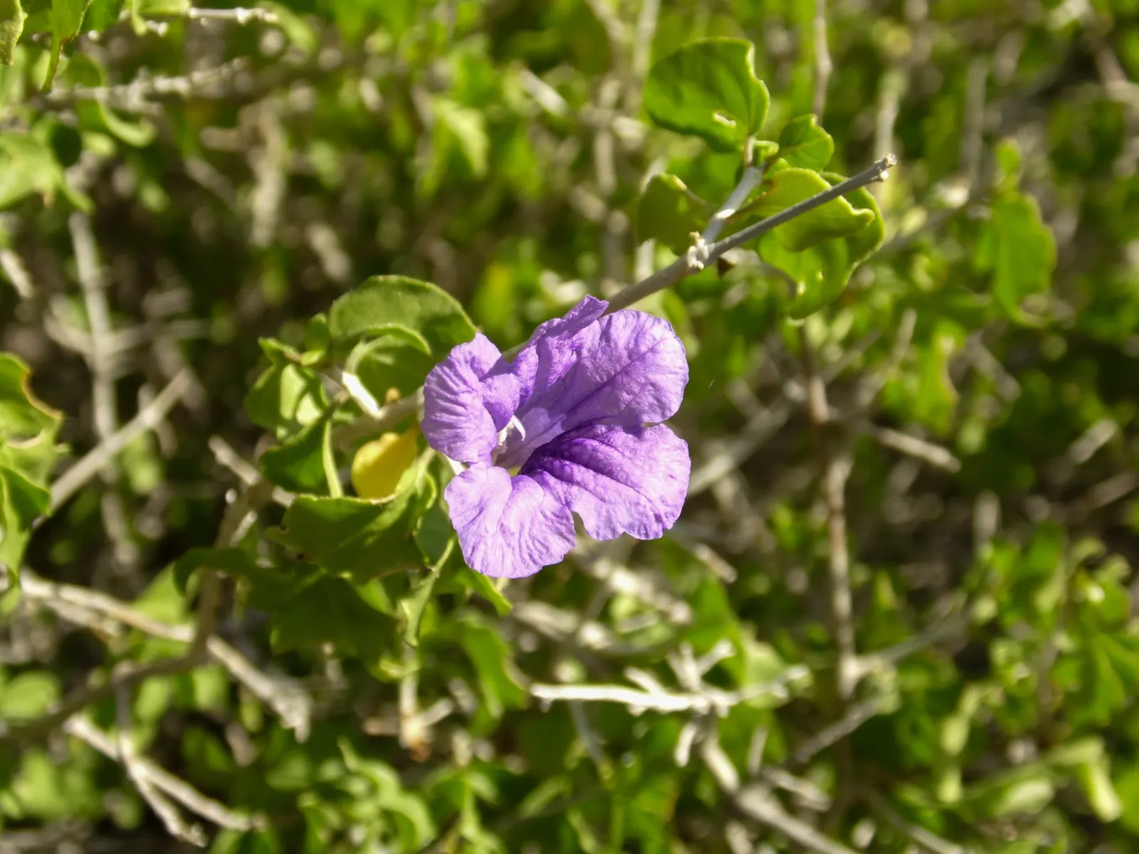 California Ruellia (Ruellia Californica) — is a resilient perennial shrub native to California's desert regions