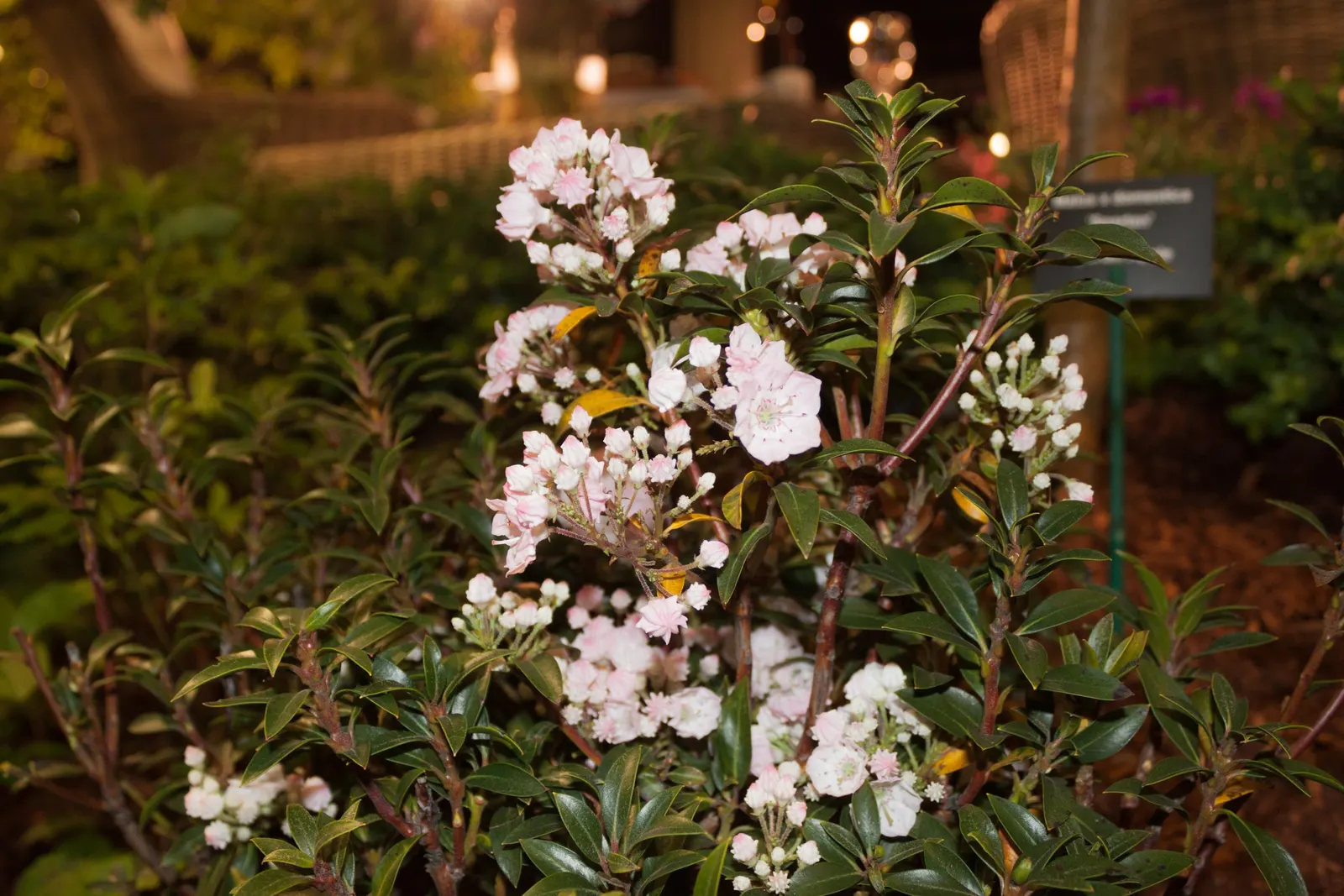 Elf Dwarf Mountain Laurel (Kalmia Latifolia 'Elf') — The Elf Dwarf Mountain Laurel (Kalmia latifolia 'Elf') is a compact evergreen shrub, ideal for small