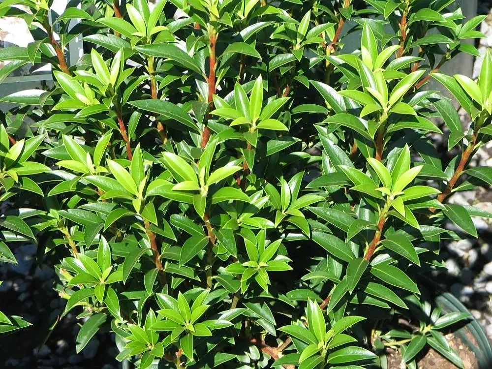 Elf Dwarf Mountain Laurel (Kalmia Latifolia 'Elf') — 'Elf' makes an excellent low-maintenance choice for borders or woodland gardens
