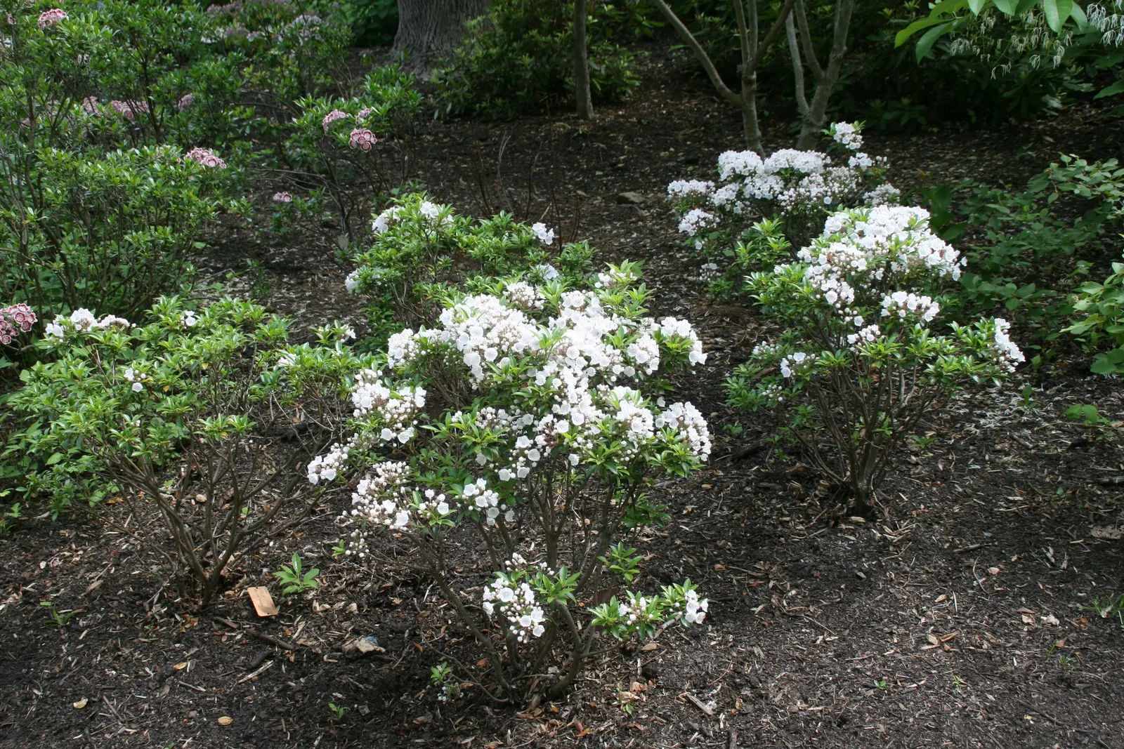 Elf Dwarf Mountain Laurel (Kalmia Latifolia 'Elf') — Reaching up to 3 feet high with a similar spread, its glossy green foliage provides year-round interest