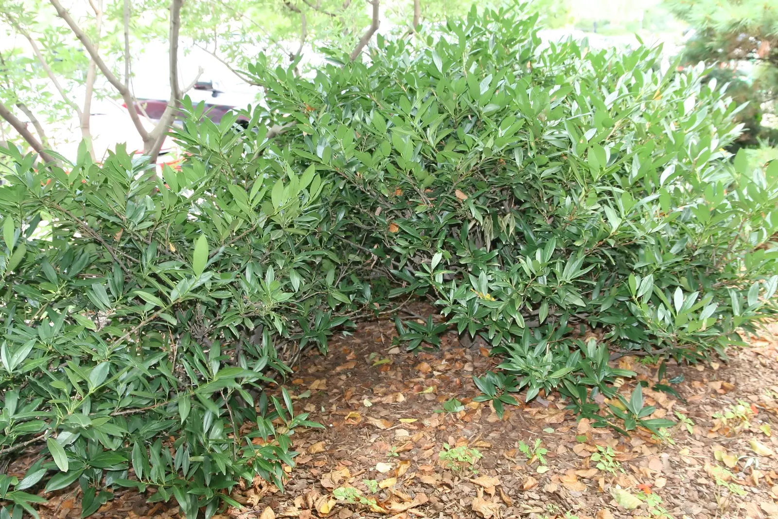 Elf Dwarf Mountain Laurel (Kalmia Latifolia 'Elf') — Preferring acidic soil and partial shade
