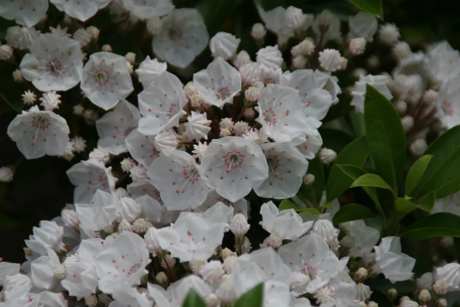 Elf Dwarf Mountain Laurel (Kalmia Latifolia 'Elf') — In late spring, it boasts clusters of delicate white flowers