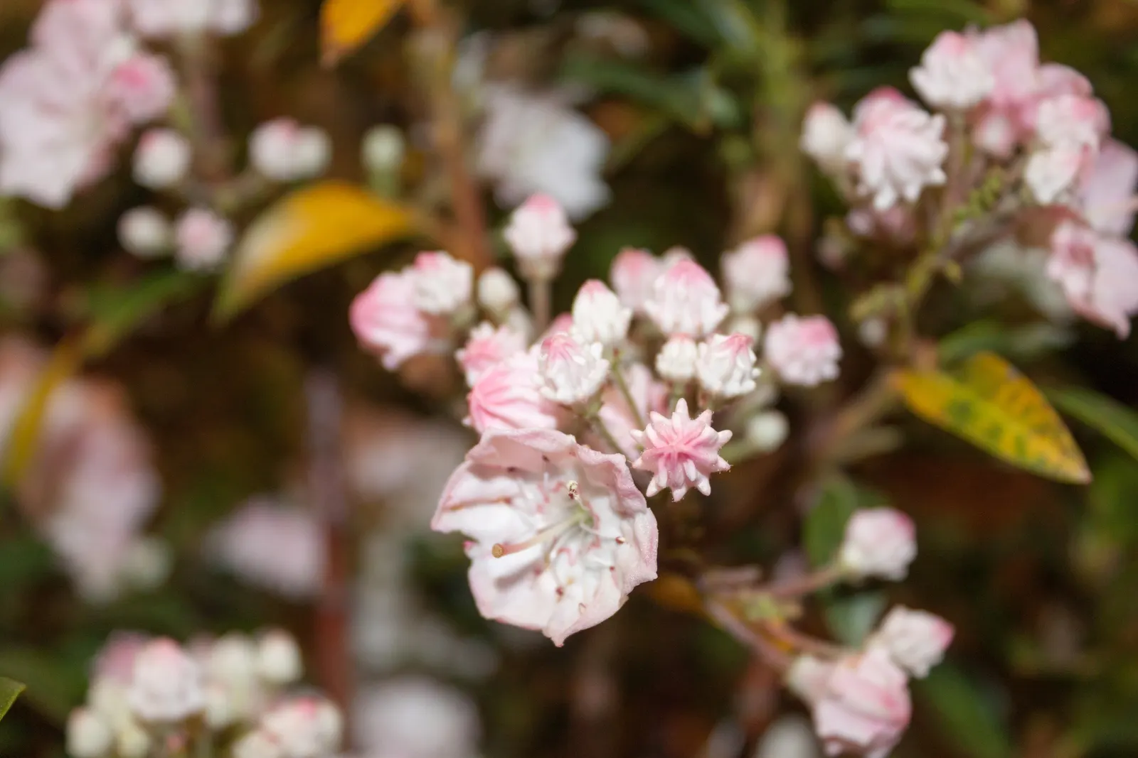 Elf Dwarf Mountain Laurel (Kalmia Latifolia 'Elf') — commonly referred to as the Elf Dwarf Mountain Laurel