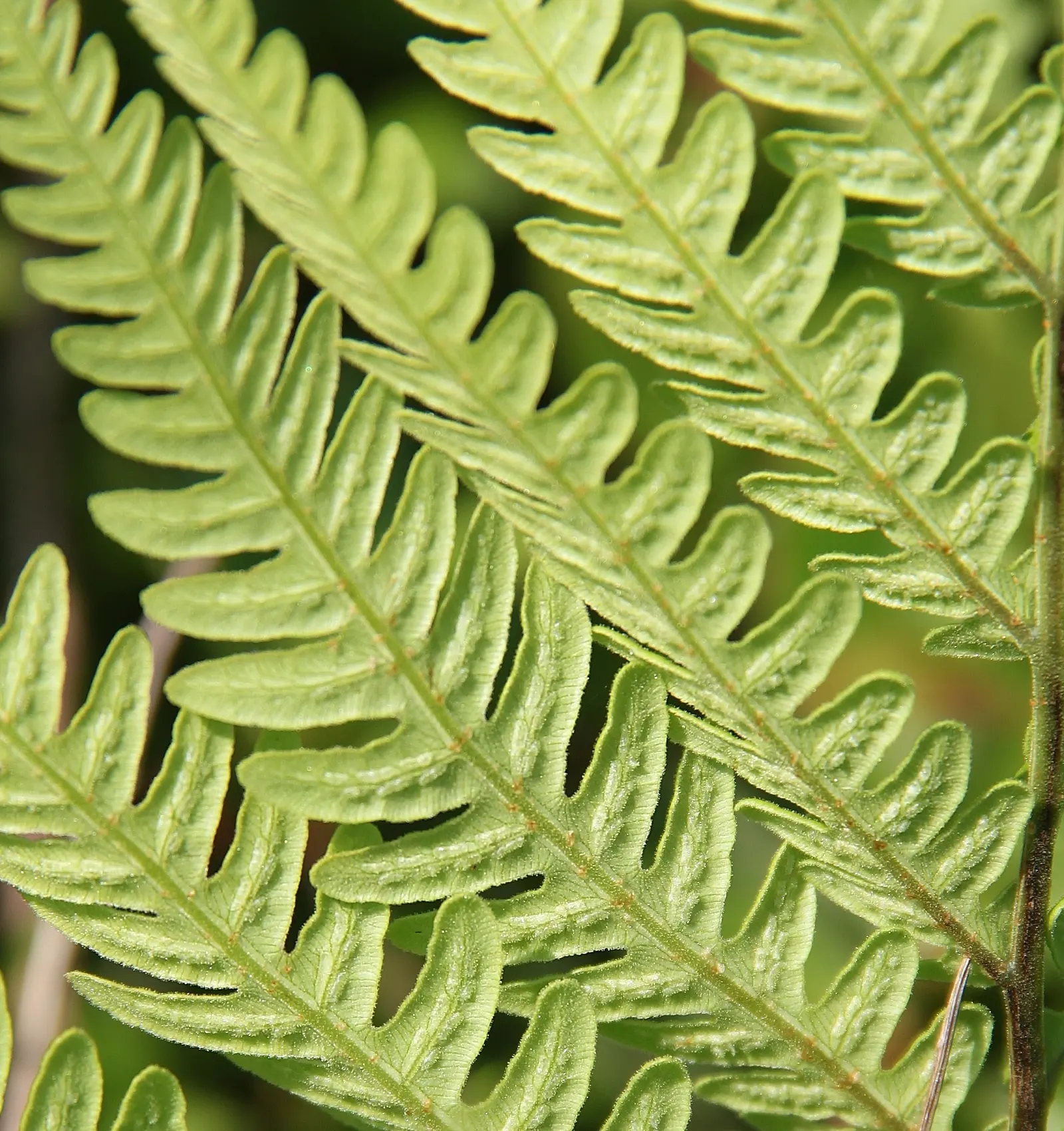 Virginia Chain Fern (Woodwardia Virginica) — The Virginia chain fern, Woodwardia virginica, thrives in USDA zones 5-9, preferring moist, acidic soils