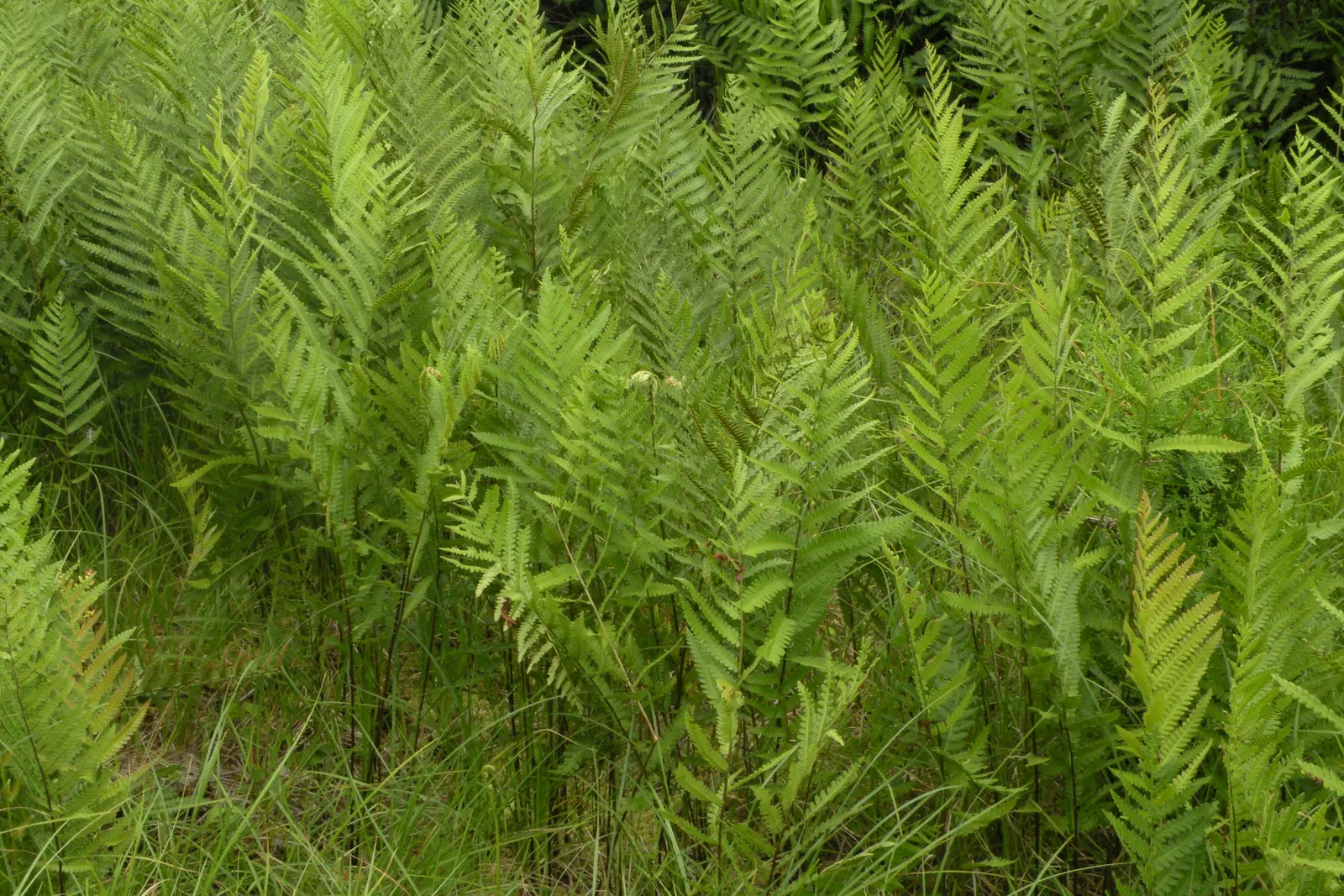 Virginia Chain Fern (Woodwardia Virginica) — Mature growth reaches 2-3 feet tall and wide
