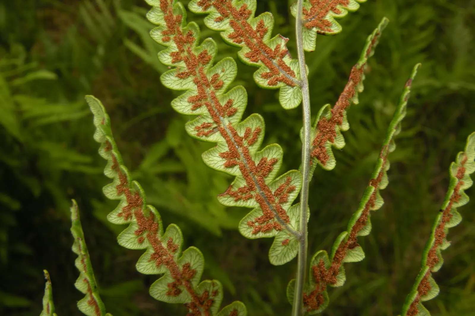Virginia Chain Fern (Woodwardia Virginica) — offering a textured backdrop for perennial beds or woodland gardens